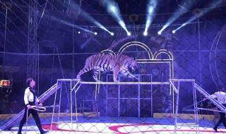 马戏团马戏表演公司一 马戏团马戏表演公司一